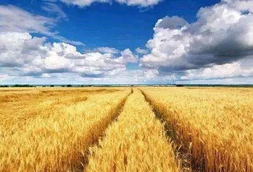 年底是政策出臺(tái)密集期,這5大農(nóng)業(yè)將會(huì)有新一輪的紅利