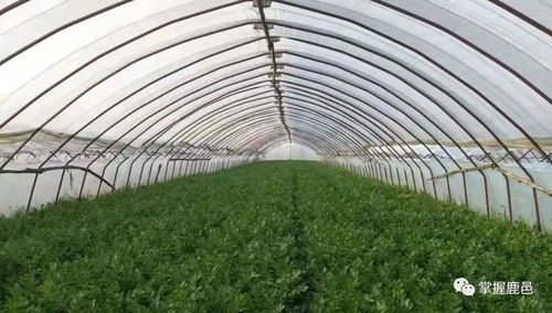 農(nóng)產(chǎn)品上行帶頭人王彤,為鄉(xiāng)村振興添磚加瓦