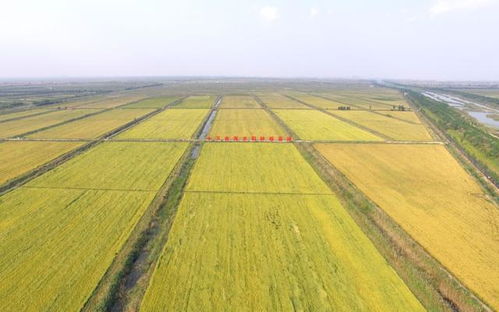 濰坊國(guó)家農(nóng)業(yè)開(kāi)放發(fā)展綜合試驗(yàn)區(qū)將辦農(nóng)產(chǎn)品博覽會(huì)