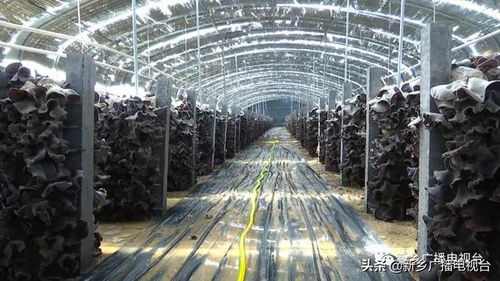 鄉(xiāng)村振興看新鄉(xiāng) 系列報(bào)道之九 平原示范區(qū)韓董莊鎮(zhèn)楊廠(chǎng)村 小木耳鋪就幸福路