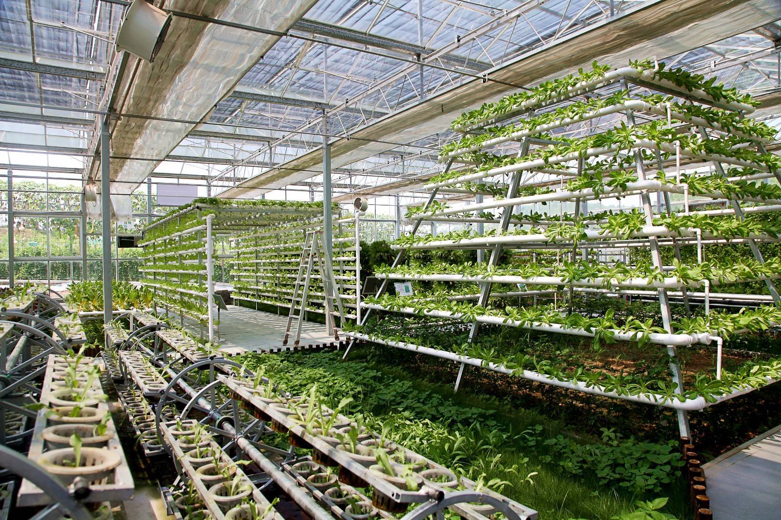 做大做強(qiáng) 西充爭(zhēng)當(dāng)中國(guó)西部有機(jī)農(nóng)業(yè)&ldquo;排頭兵&rdquo;