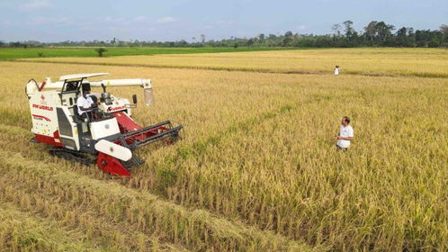 評論解讀 中國日報網(wǎng)