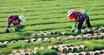 農(nóng)業(yè)發(fā)展新模式 農(nóng)業(yè)生產(chǎn)托管成為現(xiàn)代農(nóng)業(yè)新引擎