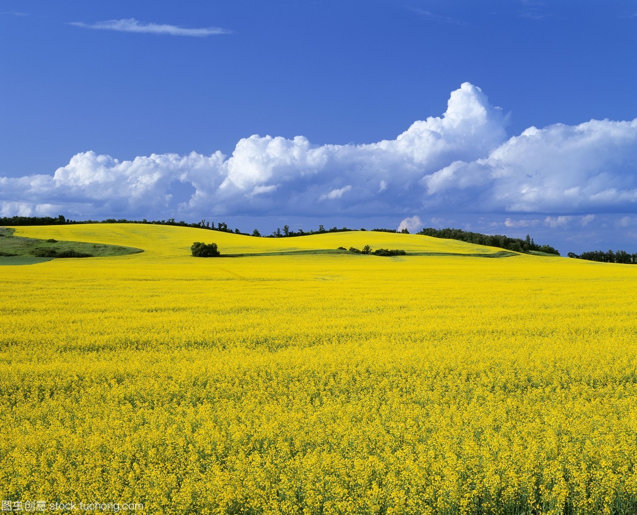 農業&mdash;&mdash;在加拿大馬尼托巴省的曼尼托巴manitoba附近的菜地。