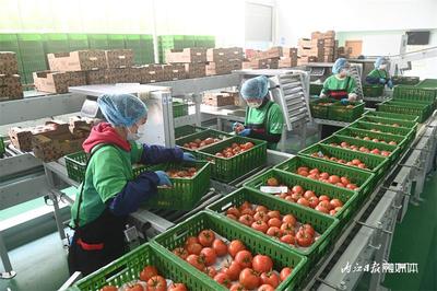 每天2噸!內江這個&ldquo;番茄工廠&rdquo;采收正忙