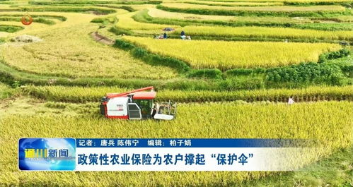 中航安盟保險 稻穗飄香,農業保險助力農戶顆粒歸倉