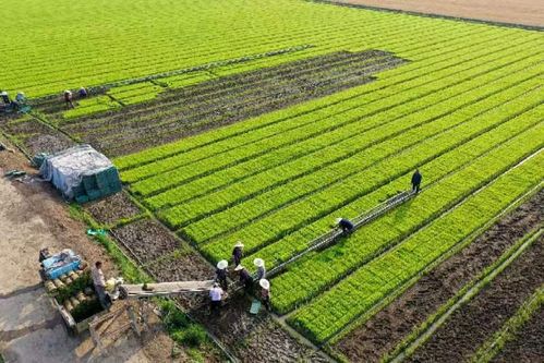 采訪手記 農業現代化需要更多魏巧式 新農人