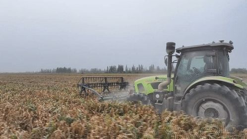 谷子在麥蓋提鹽堿地 逆襲 復(fù)播試驗(yàn)首獲成功 開啟農(nóng)業(yè)新篇章