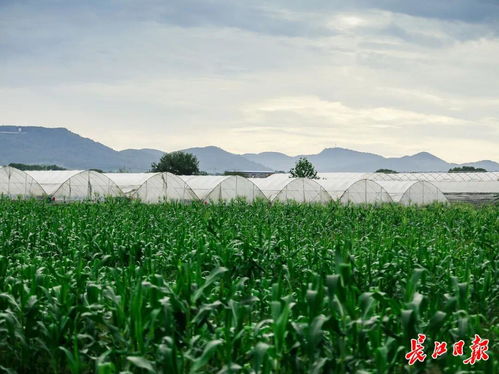 38家 武漢新增一批省級休閑農(nóng)業(yè)重點(diǎn)園區(qū)鳳凰網(wǎng)湖北 鳳凰網(wǎng)