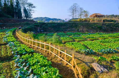 新化 鋤頭娃 抱團奮斗寫意綠色農業