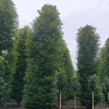 金絲楠木和小葉紫檀哪個(gè)好