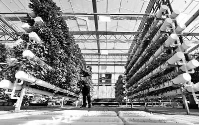 未來(lái)農(nóng)業(yè)科技暢想曲:植物工廠(chǎng)、智慧農(nóng)業(yè)、功能食品