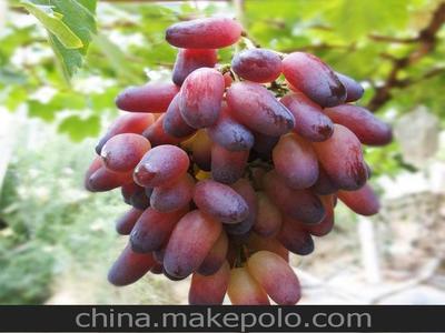 「圖」貴州農(nóng)業(yè)產(chǎn)品 特價(jià) 廠(chǎng)家直銷(xiāo) 超逸葡萄 美人指 穗重600-800克圖片1