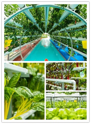 中秋有氧之旅 探訪益陽現(xiàn)代農業(yè)嘉年華，與湖南衛(wèi)視李銳村長共度佳節(jié)