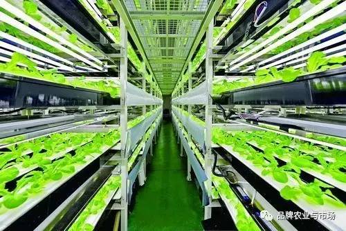緊跟時代步伐 植物工廠——21世紀(jì)農(nóng)業(yè)發(fā)展的必然選擇與技術(shù)服務(wù)新機(jī)遇
